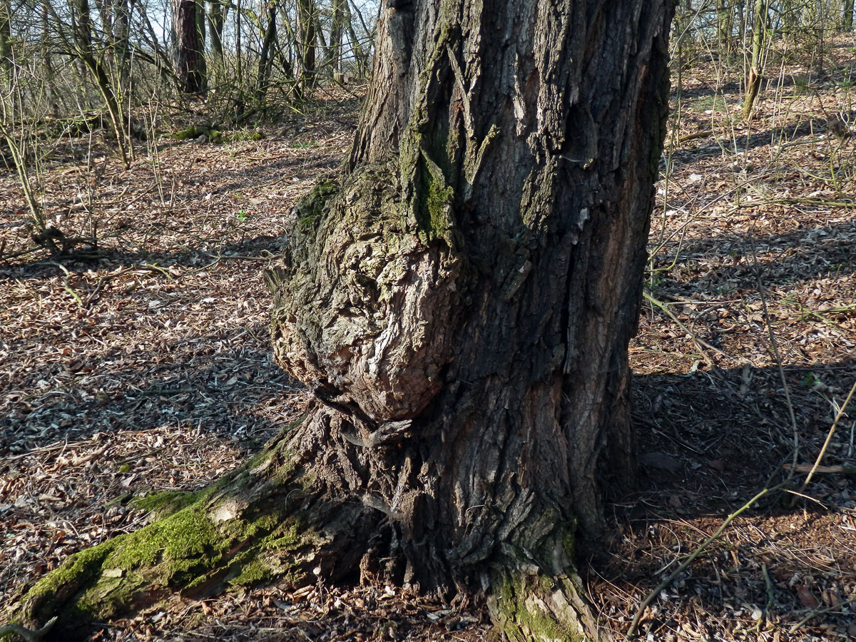 Tumor na akátu (Robinia pseudoacacia L.) (22a)