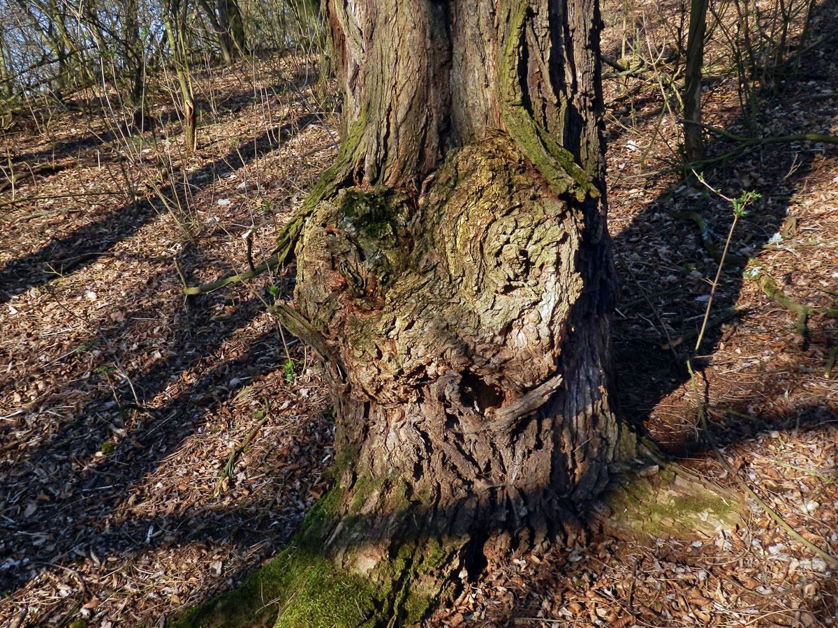 Tumor na akátu (Robinia pseudoacacia L.) (22b)