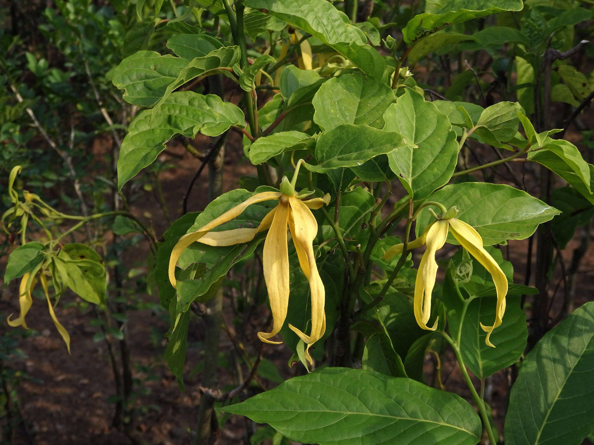 Kananga (Cananga odorata var. fruticosa)