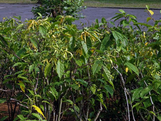 Kananga (Cananga odorata var. fruticosa)