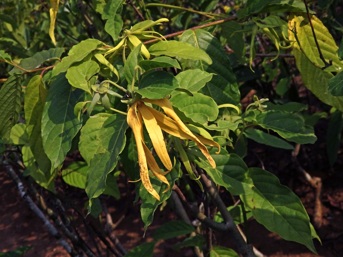 Kananga (Cananga odorata var. fruticosa)