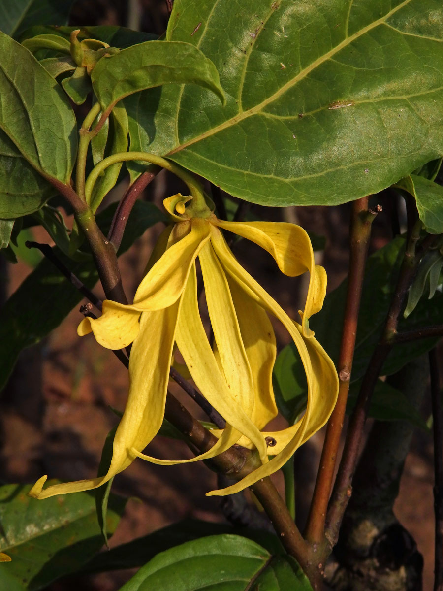 Kananga (Cananga odorata var. fruticosa)