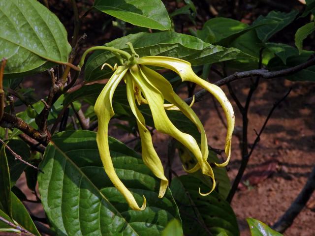 Kananga (Cananga odorata var. fruticosa)