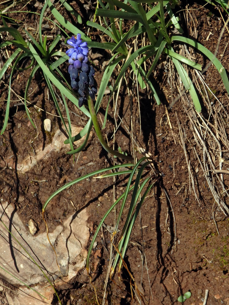 Modřenec hroznatý (Muscari neglectum Guss. ex Ten.)