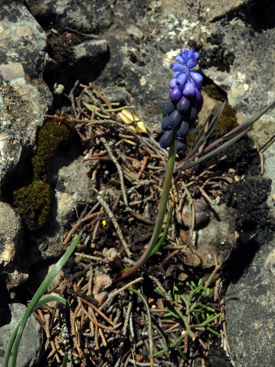 Modřenec hroznatý (Muscari neglectum Guss. ex Ten.)