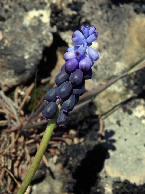 Modřenec hroznatý (Muscari neglectum Guss. ex Ten.)