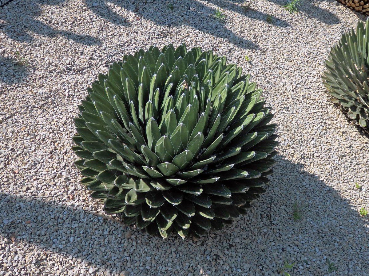 Agáve (Agave victoriae-reginae T. Moore)