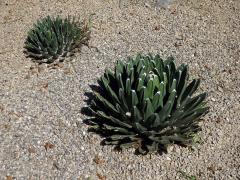 Agáve (Agave victoriae-reginae T. Moore)