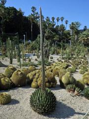 Agáve (Agave victoriae-reginae T. Moore)