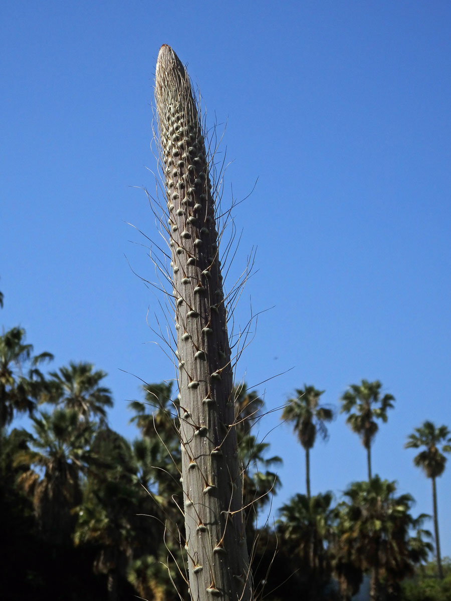 Agáve (Agave victoriae-reginae T. Moore)