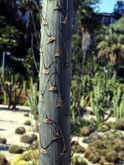 Agáve (Agave victoriae-reginae T. Moore)