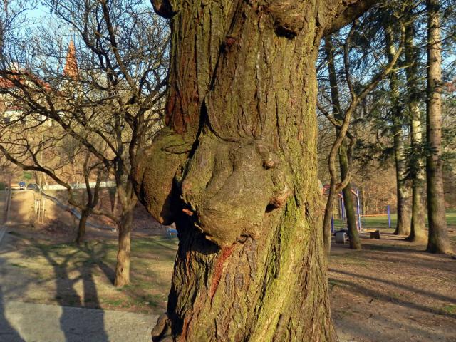 Slivoň obecná (Prunus insititia L.) (52a) s nádorem na kmeni