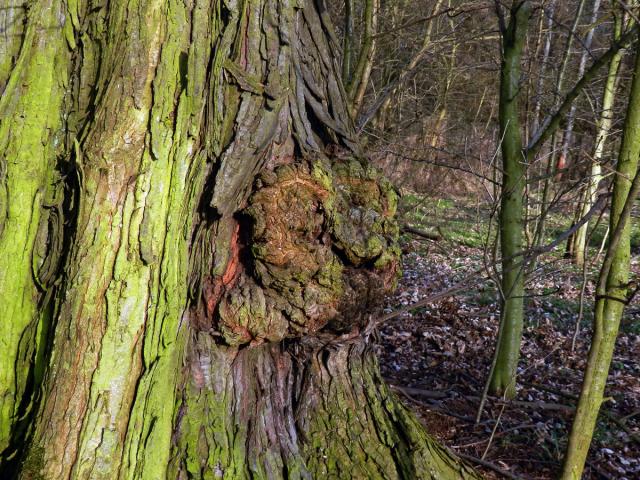 Javor stříbrný (Acer saccharinum L.) s nádory na kmeni (66)