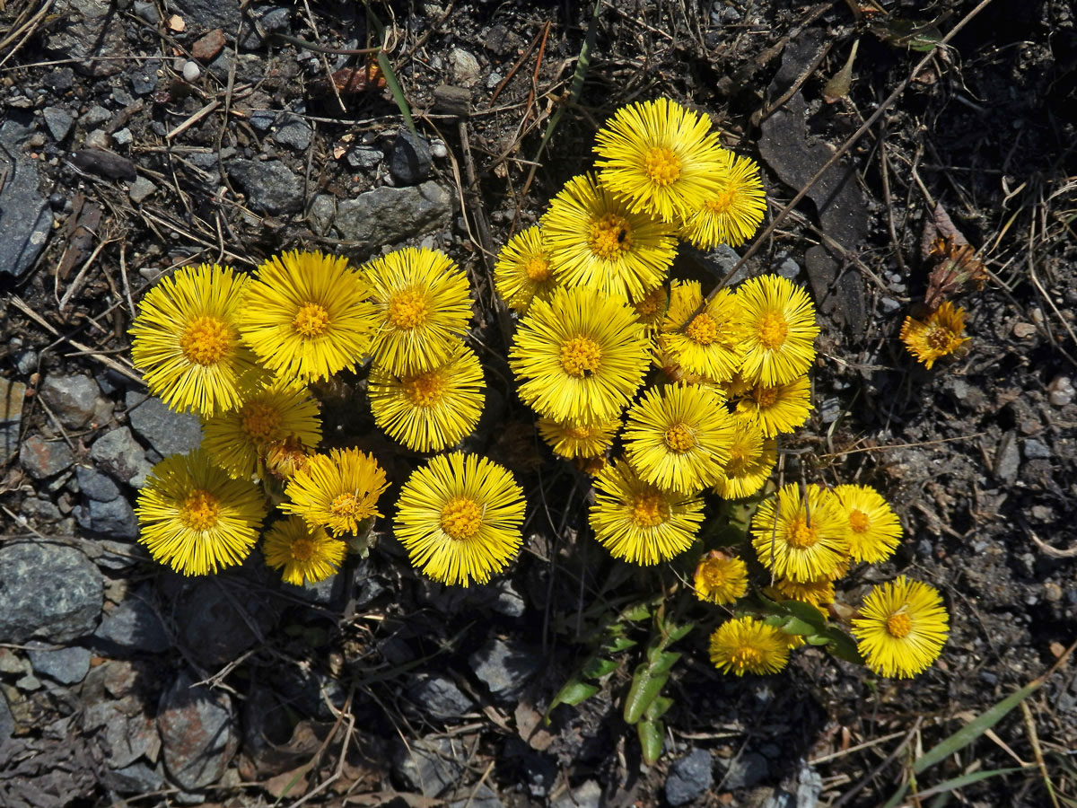 Podběl lékařský (Tussilago farfara L.)