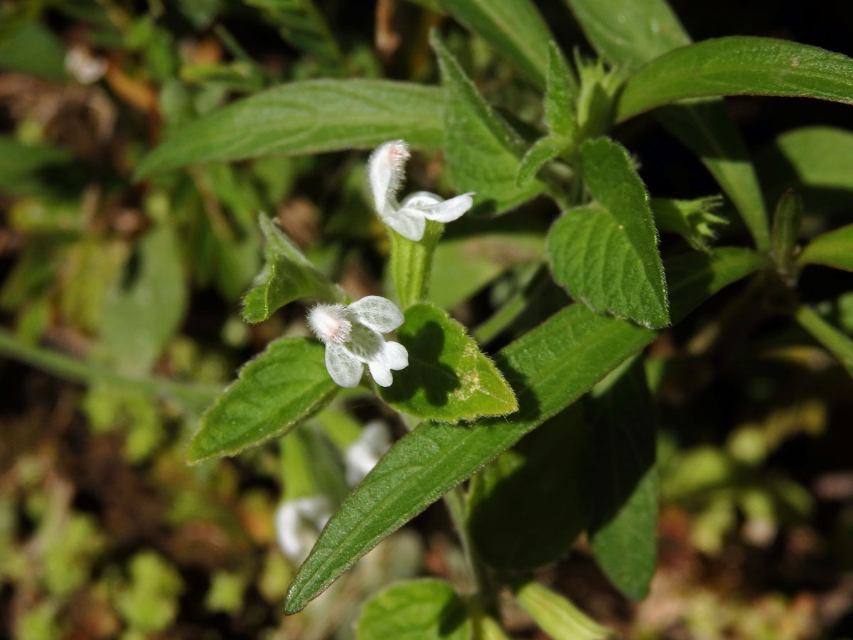 Leucas biflora (Vahl) Sm.