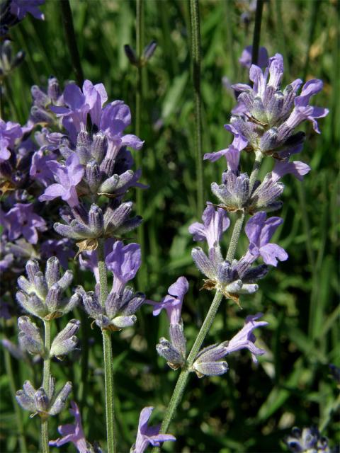 Levandule lékařská (Lavandula angustifolia L.)