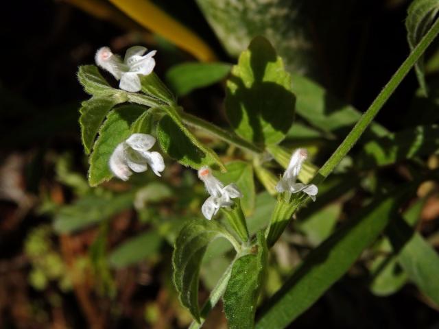 Leucas biflora (Vahl) Sm.