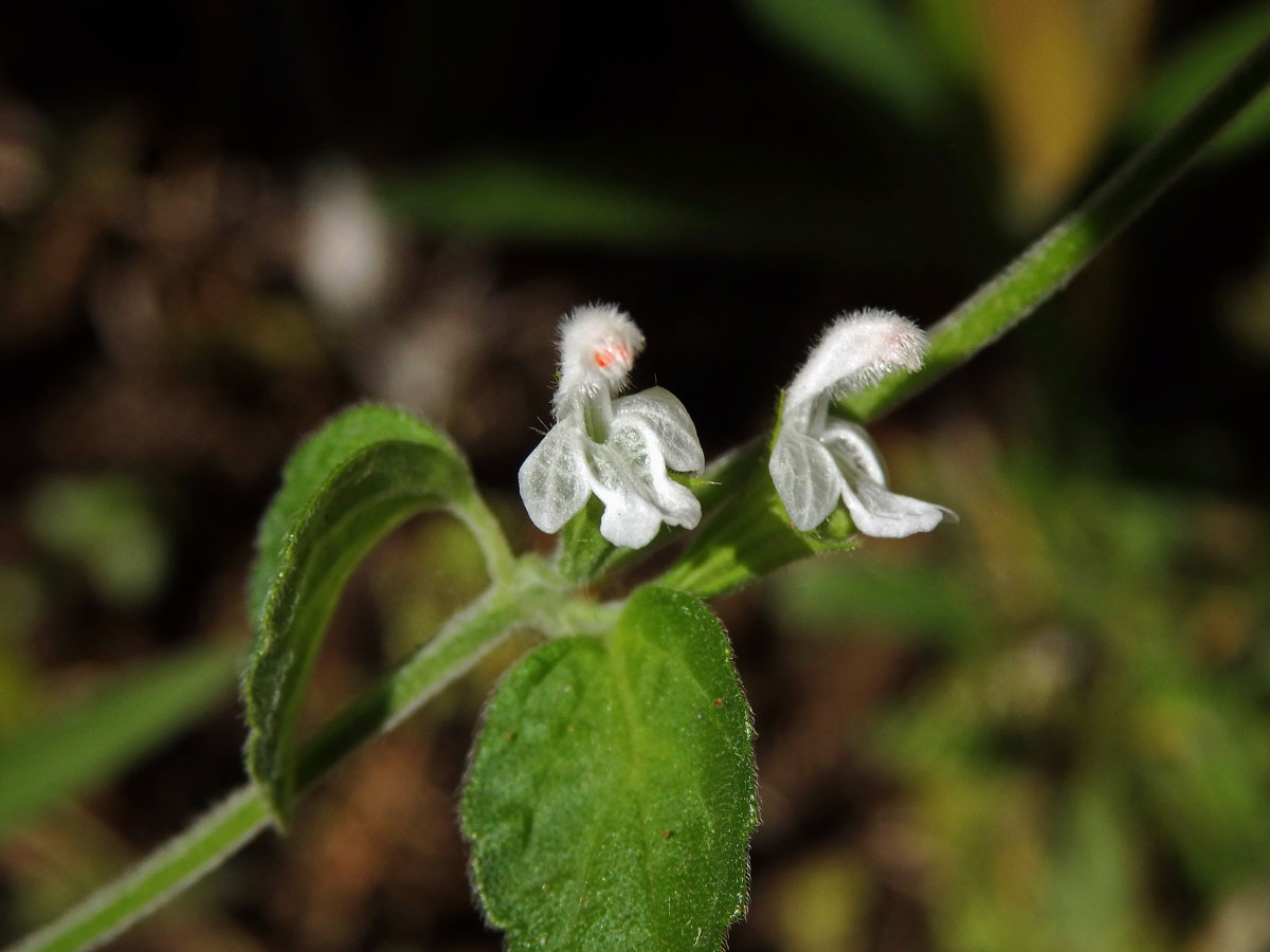 Leucas biflora (Vahl) Sm.