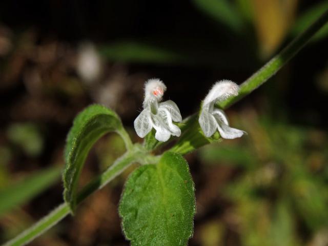 Leucas biflora (Vahl) Sm.