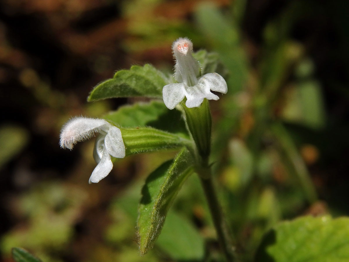 Leucas biflora (Vahl) Sm.