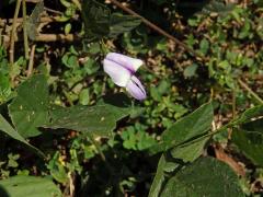 Pueraria phaseoloides (Roxb.) Benth.