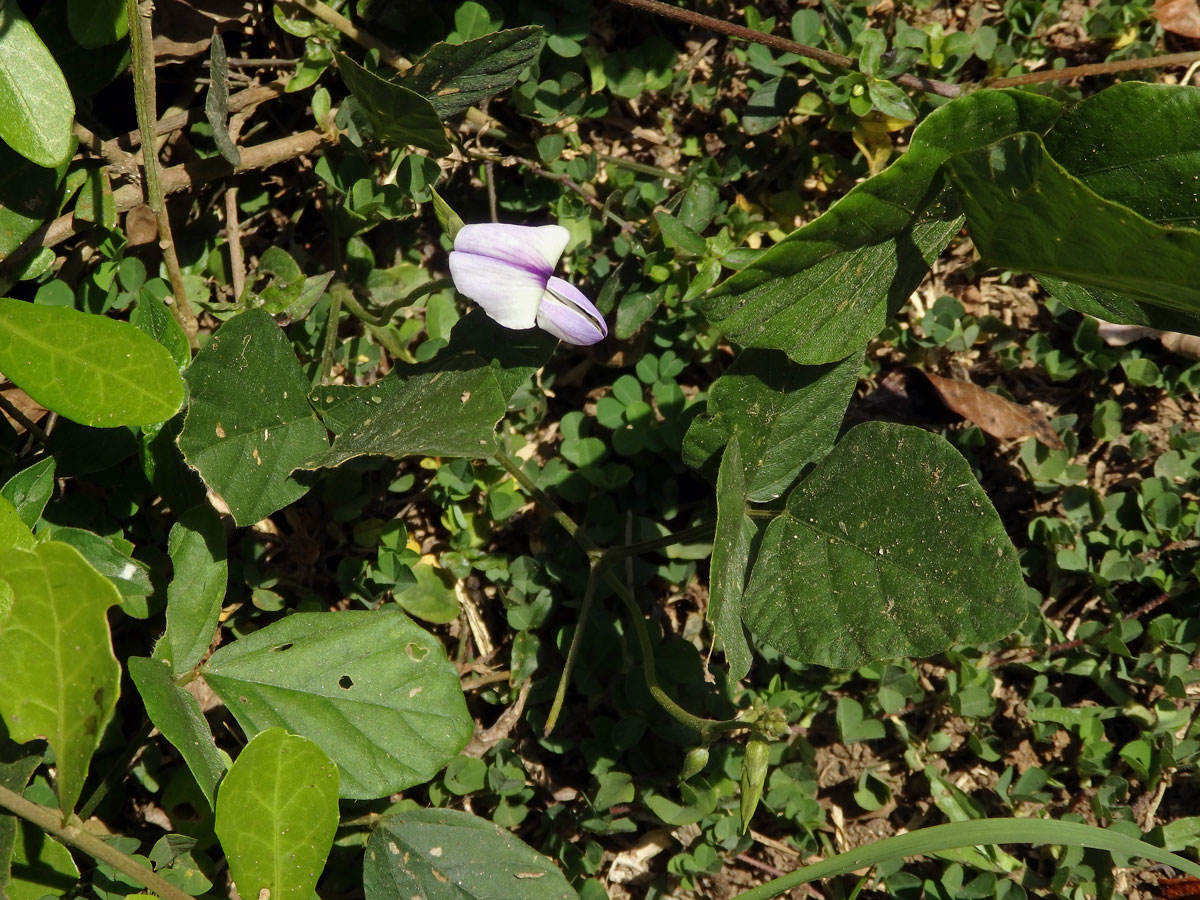 Pueraria phaseoloides (Roxb.) Benth.