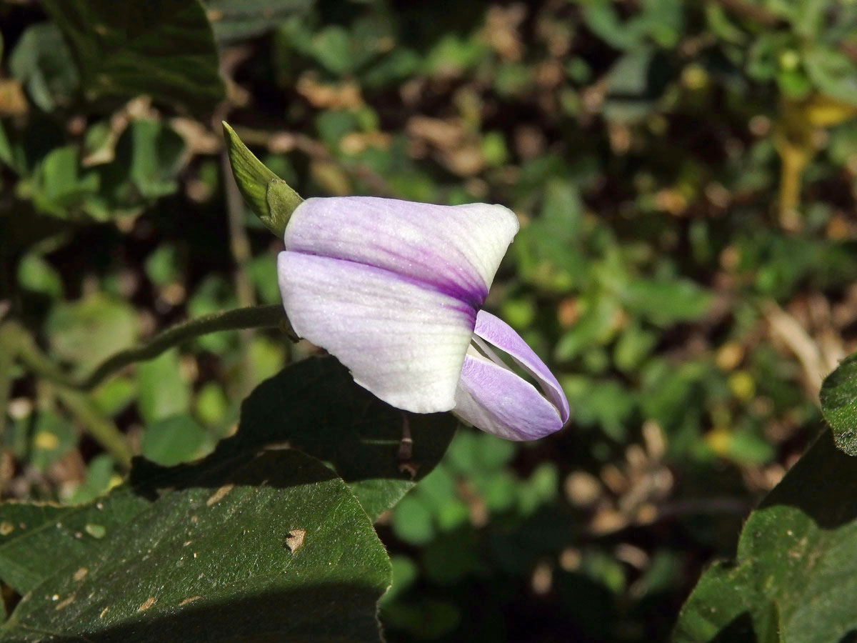 Pueraria phaseoloides (Roxb.) Benth.