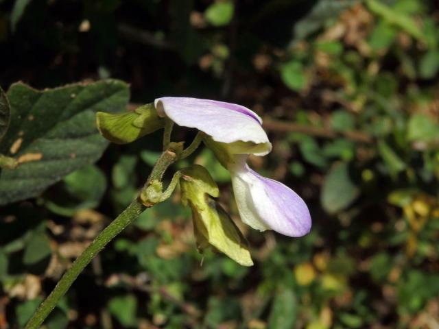 Pueraria phaseoloides (Roxb.) Benth.