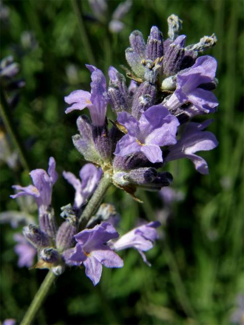 Levandule lékařská (Lavandula angustifolia L.)