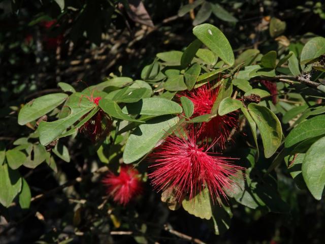 Calliandra tergemina (L.) Benth.