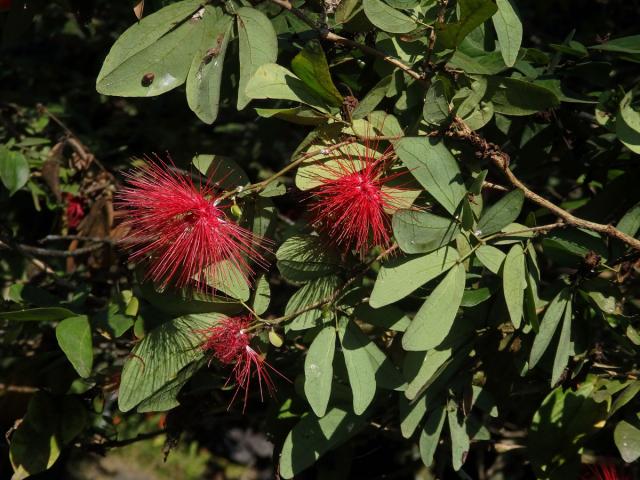 Calliandra tergemina (L.) Benth.