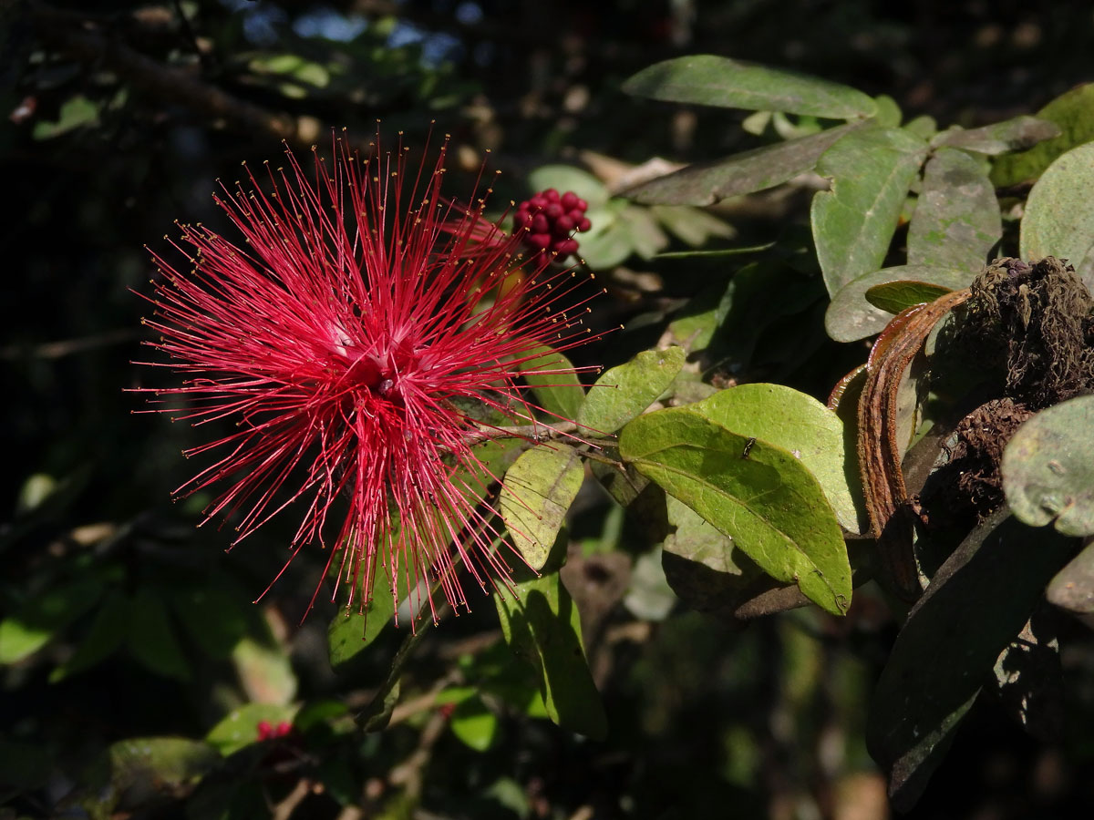 Calliandra tergemina (L.) Benth.