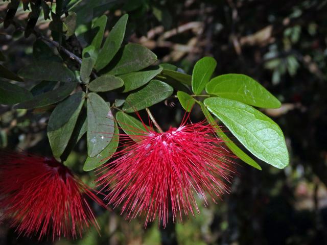 Calliandra tergemina (L.) Benth.