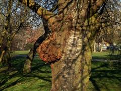 Sakura ozdobná (Prunus serrulata Lindl) (54b) s nádorem na kmeni