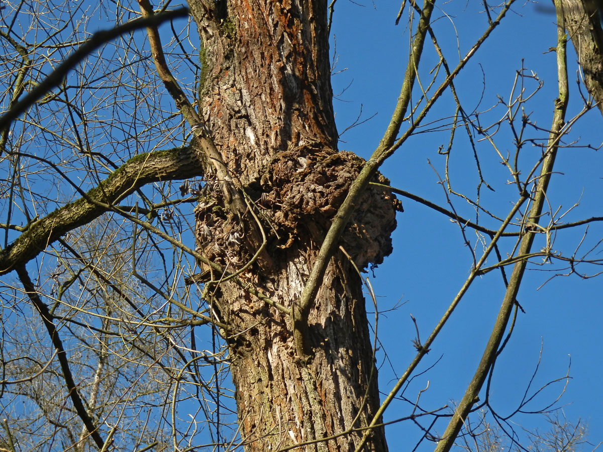 Nádor na vrbě bílé (Salix alba L.) (4a)