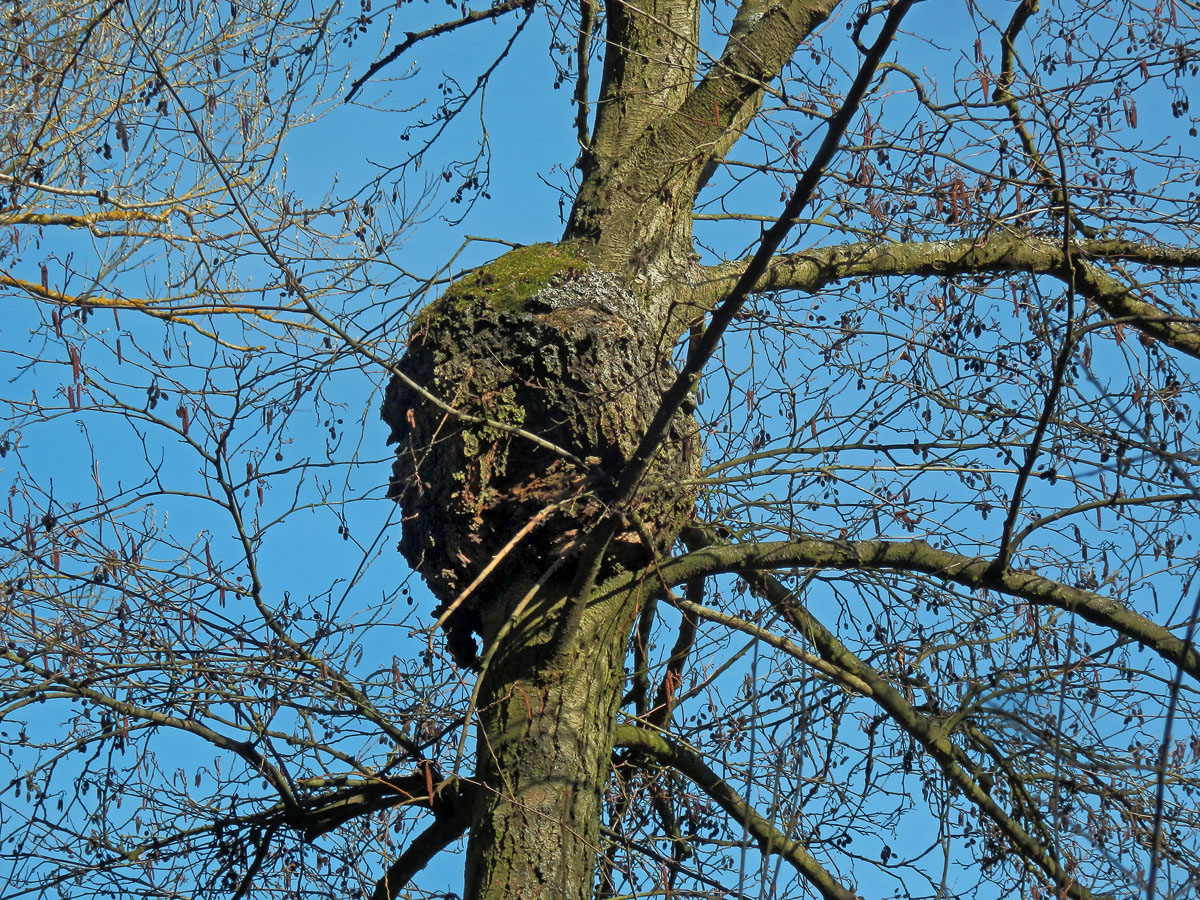 Tumor na olši lepkavé (Alnus glutinosa (L.) Gaertn.) (31b)