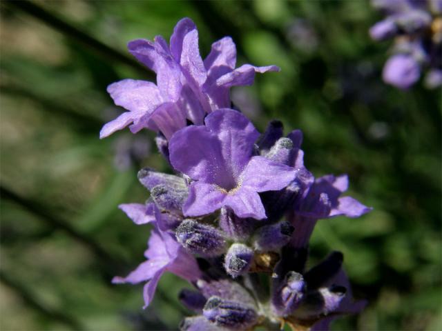 Levandule lékařská (Lavandula angustifolia L.)