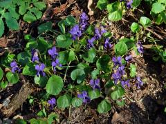 Violka vonná (Viola odorata L.)