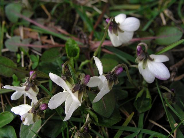 Violka vonná (Viola odorata L.) s bílými květy