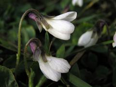 Violka vonná (Viola odorata L.) s bílými květy