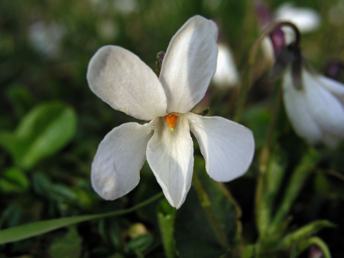 Violka vonná (Viola odorata L.) s bílými květy