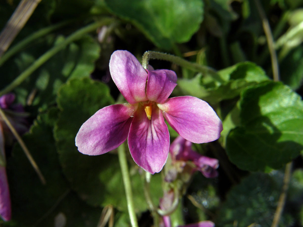 Violka vonná (Viola odorata L.) s růžovými květy