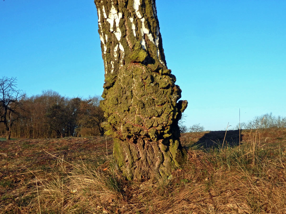 Nádor na bříze bělokoré (Betula pendula Roth) (79)