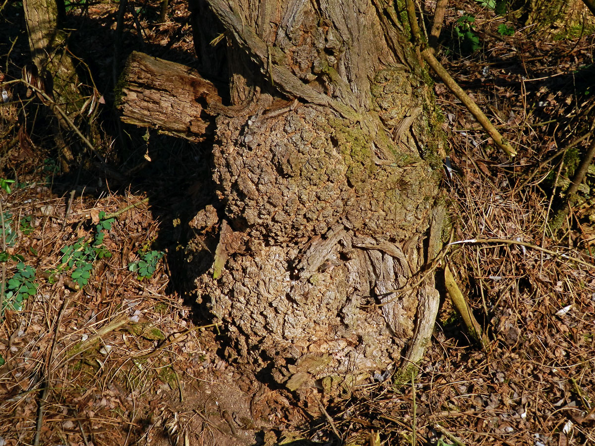 Tumor na akátu (Robinia pseudoacacia L.) (24)