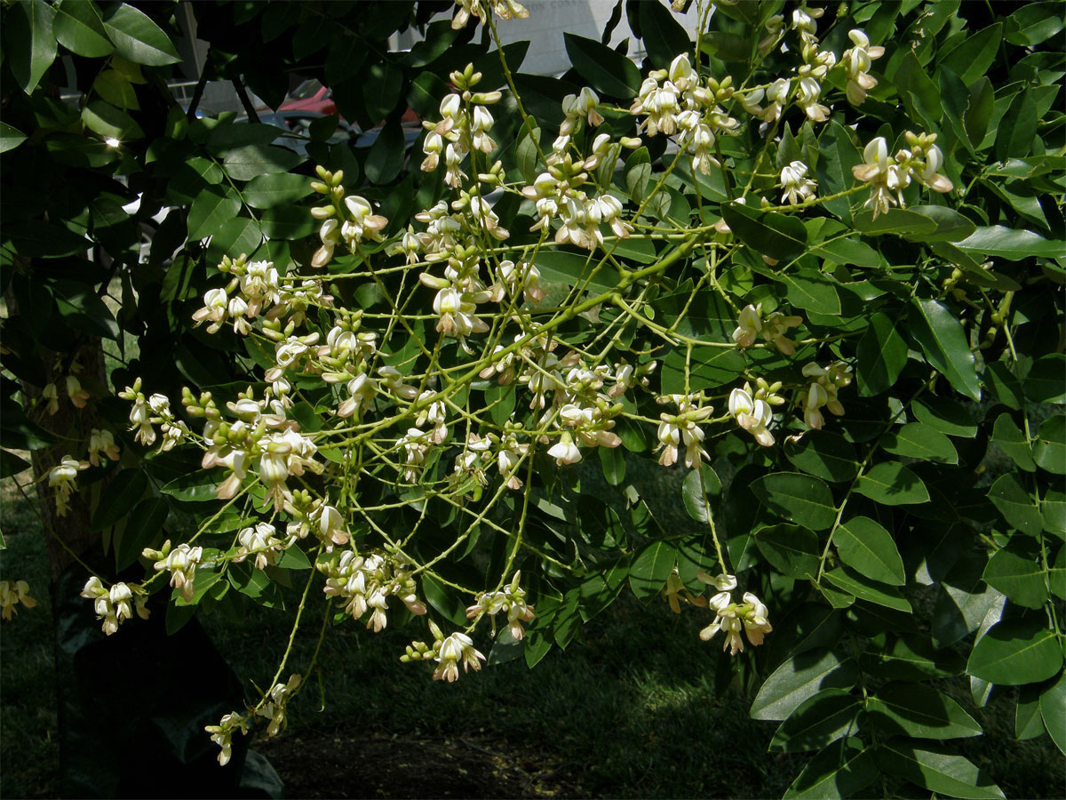 Jerlín japonský (Sophora japonica L.)