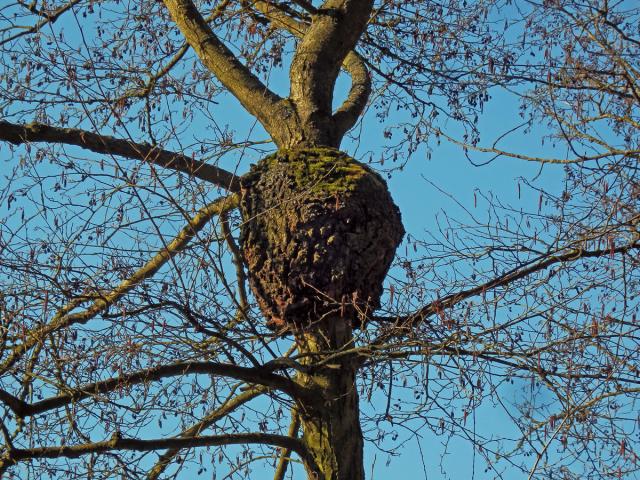 Tumor na olši lepkavé (Alnus glutinosa (L.) Gaertn.) (31a)