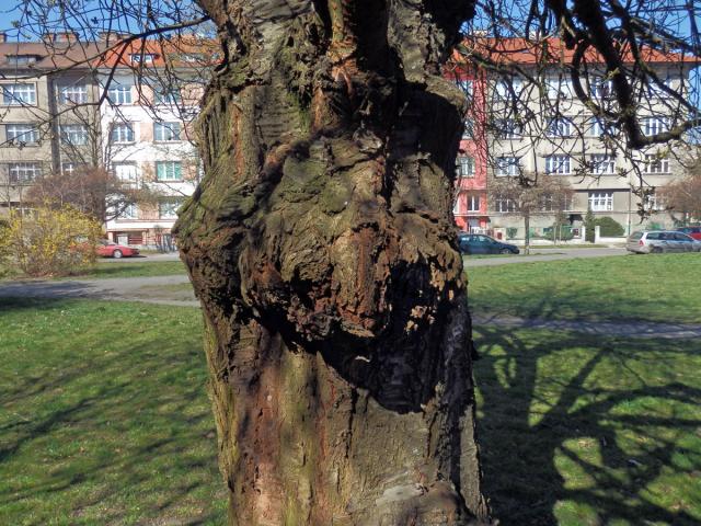 Sakura ozdobná (Prunus serrulata Lindl) (54a) s nádorem na kmeni