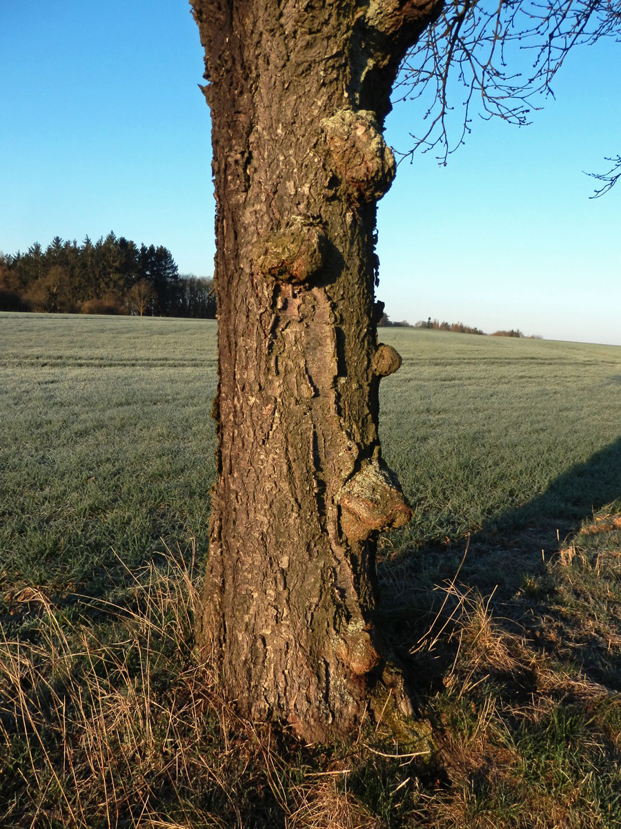 Třešeň ptačí (Prunus avium (L.) L.) (55a) s nádorem na kmeni