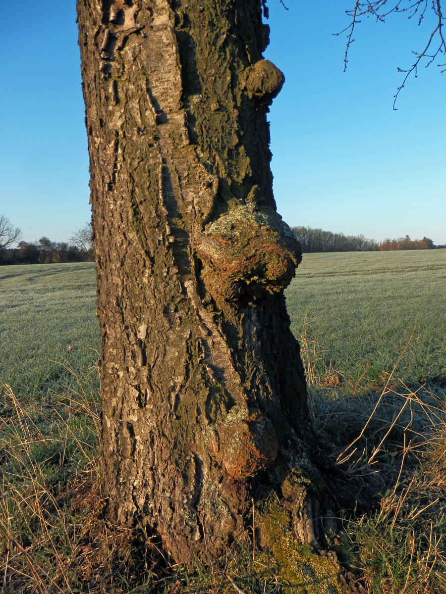 Třešeň ptačí (Prunus avium (L.) L.) (55b) s nádorem na kmeni