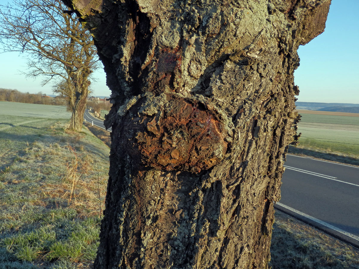 Třešeň ptačí (Prunus avium (L.) L.) (56) s nádorem na kmeni